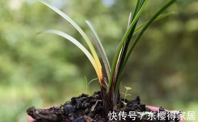 兰花茎腐病|兰花茎腐病和软腐病发生后，出现这种现象，就可以处理花盆了