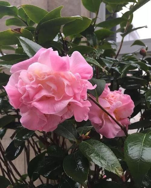 开花最浓最香的花卉，一开就是大半年，花大色艳，南北方都能养