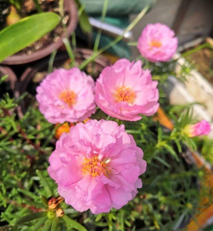 浇水|夏天养太阳花，记住3招，花苞更多，花朵更大花色更艳