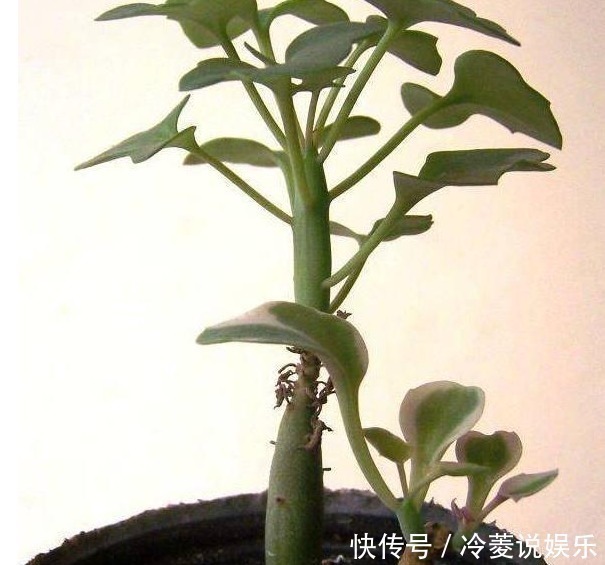 高价|婆婆山上挖野草，拿回家养成盆栽，一年过后邻居出高价也舍不得卖
