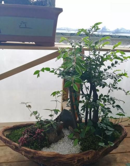 盆景新手有哪些入门技巧？