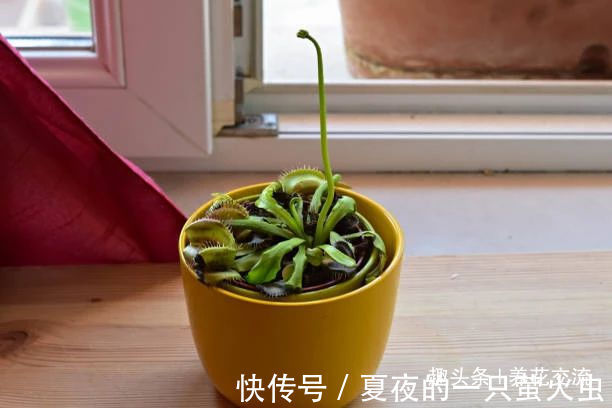 特别小众的13种奇特观赏盆栽，适合养在桌面上，看着都想养几盆