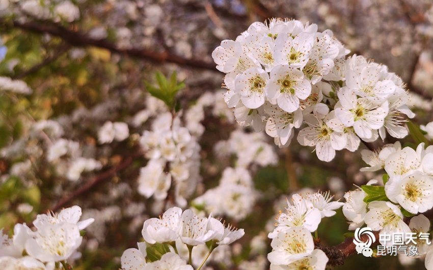 带你去看云南春天山间奇异的花朵