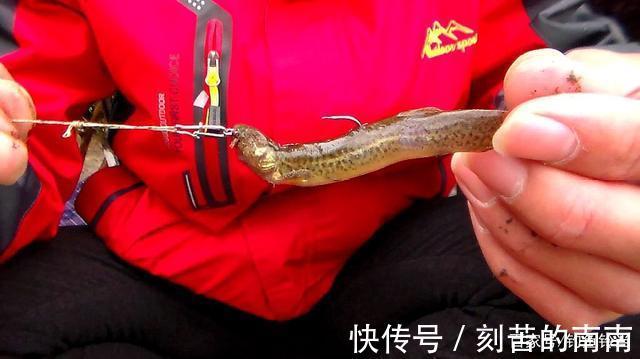 泥鳅钓鱼为什么人人喊打对鱼伤害究竟多大两天钓空一个大水库