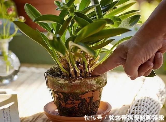 养花|用自来水、雨水、桶装水和凉开水养花的差别，哪种水养花最好呢