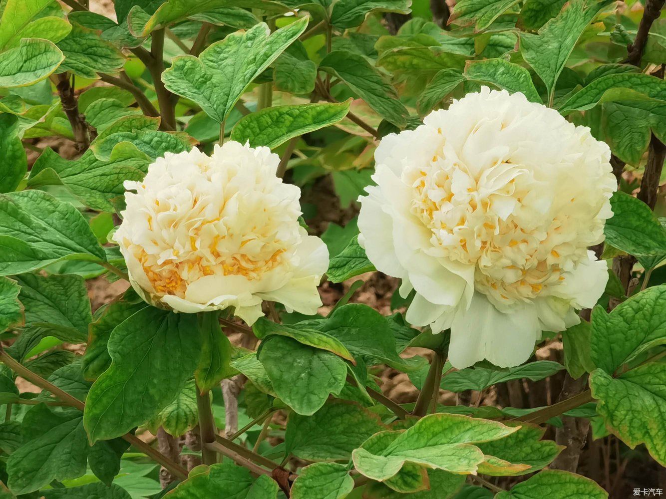 花开时节动京城，唯有牡丹真国色