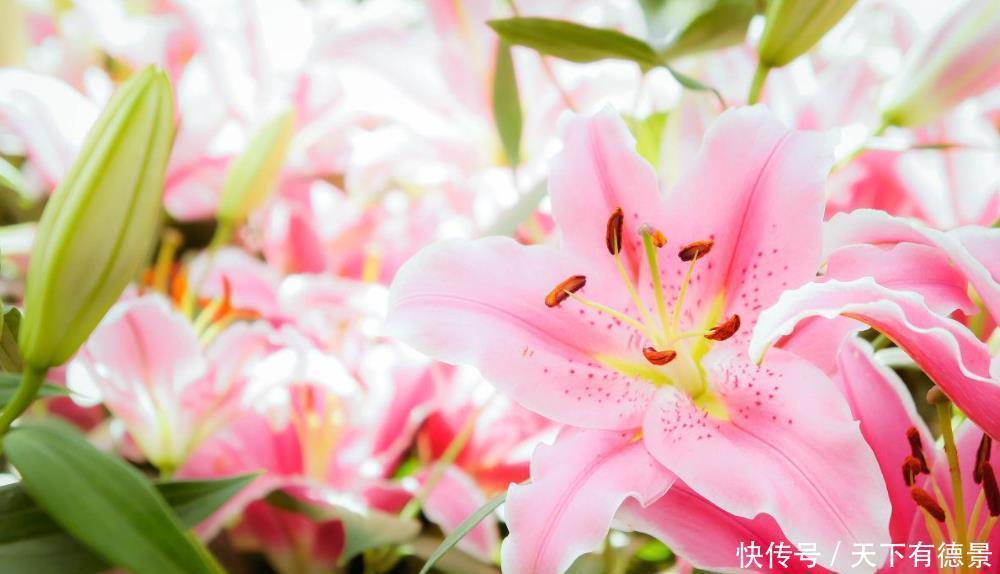 4种香味超然的花卉,家里养几盆,改善家居空气