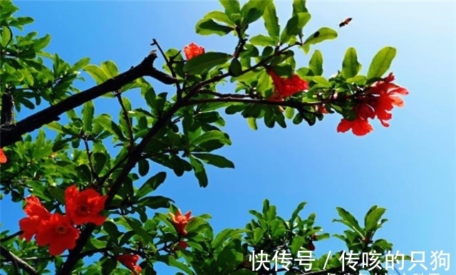 皇太妃|六首诗词中的端午与石榴花:榴花照眼江天暮,榴花不似舞裙红