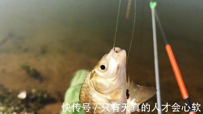 夏季|夏季雨天难钓鱼？没料到我只用了3招，鲫鲤鱼上个不停