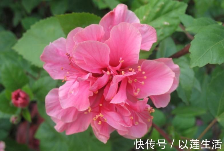 室内|适合养在室内的5种花,给点阳光就灿烂,开花爆盆很简单,真漂亮