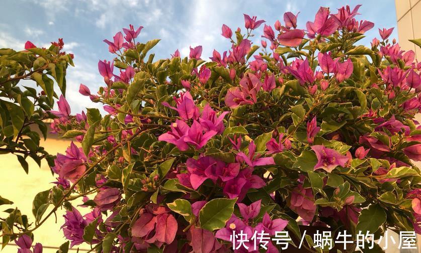 花友们|如何给三角梅控水，让它成为当之无愧的“开花机器”？