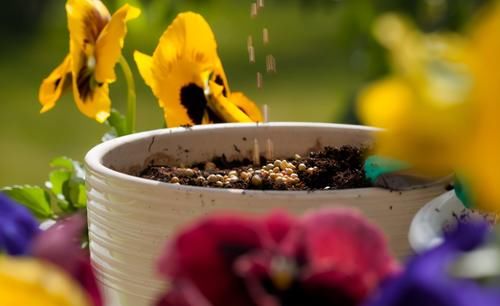 养花用复合肥，用法、用量该注意什么？