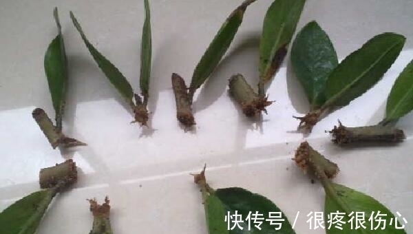 喜欢金钱树不用买,学会金钱树的扦插方法,想养几盆养几盆