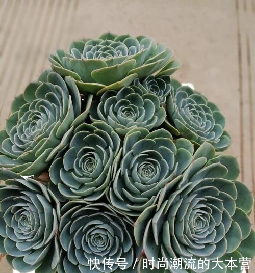 观音|这种多肉比观音莲还美,叶子一层叠一层,一棵能变好几棵