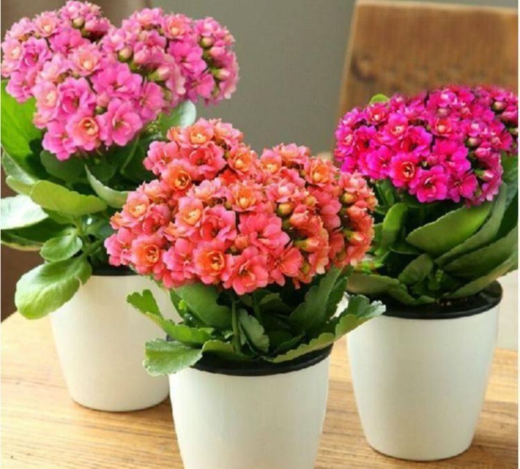 几种贱花别小看,开花漂亮花期长,一开就是300多天,美成小花园