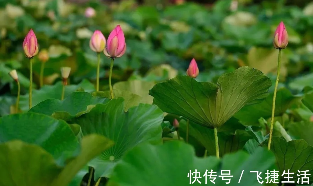 夏日|陆游诗词里的夏天 ：柴扉昼掩竹林幽，坐使炎天变素秋