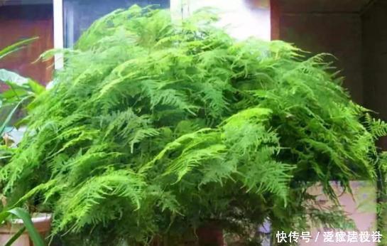 爆盆|文竹养护“小窍门”，几个细节做到位，叶子不黄不干，油绿爆盆