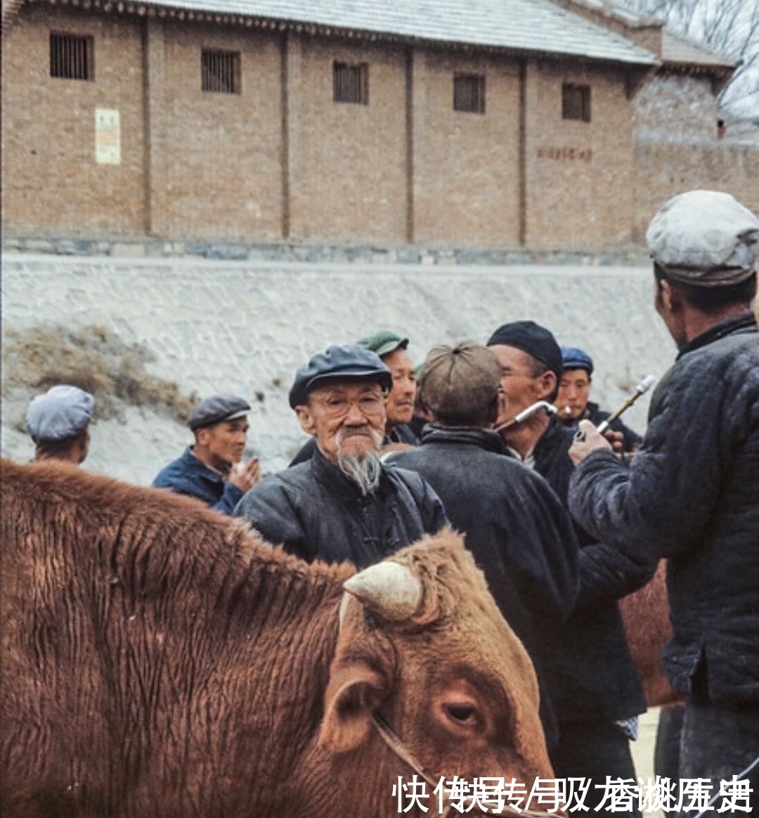 牛高|80年代，家禽家畜多常见？小孩儿骑水牛鸡鸭一群群