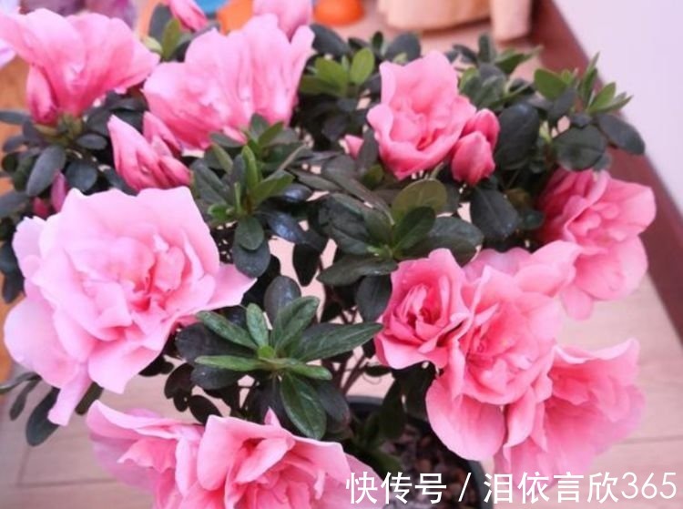 花朵|聪明人都养4种花,个个美出状态,花朵迷人,阵阵花香