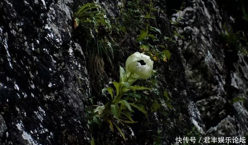 终于|新疆天山雪莲开花，五年一次！终于见到了……