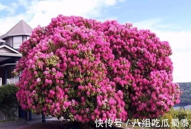 这6种花的寿命很长,养成“老桩”后,价值大增,越老“越值钱”