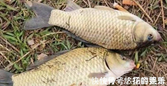 这鲫鱼饵果然够狠，头一次试用过了瘾，莫不信，十人有九人还不知！