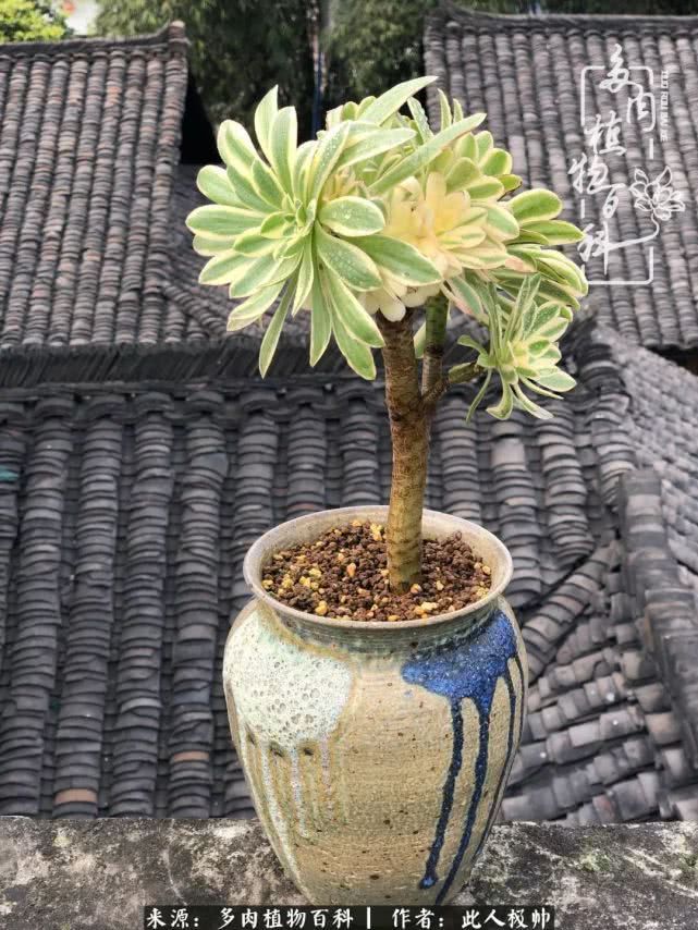 骄阳艳玫瑰，梦幻魔法师！独爱你的百媚千红！