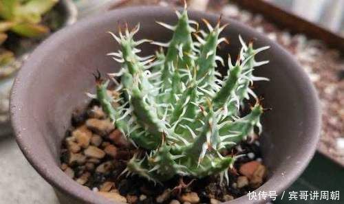 一个月|特别耐旱的5种花，一个月不浇水，照样能生长，呼呼长满盆