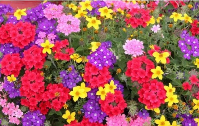 花卉里的“劳模”，3种花全年”开花不断“ ，好养又漂亮，美！