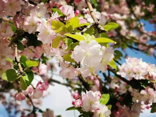 太原春天赏花地图来了！这些地方山桃花最美！惊艳朋友圈