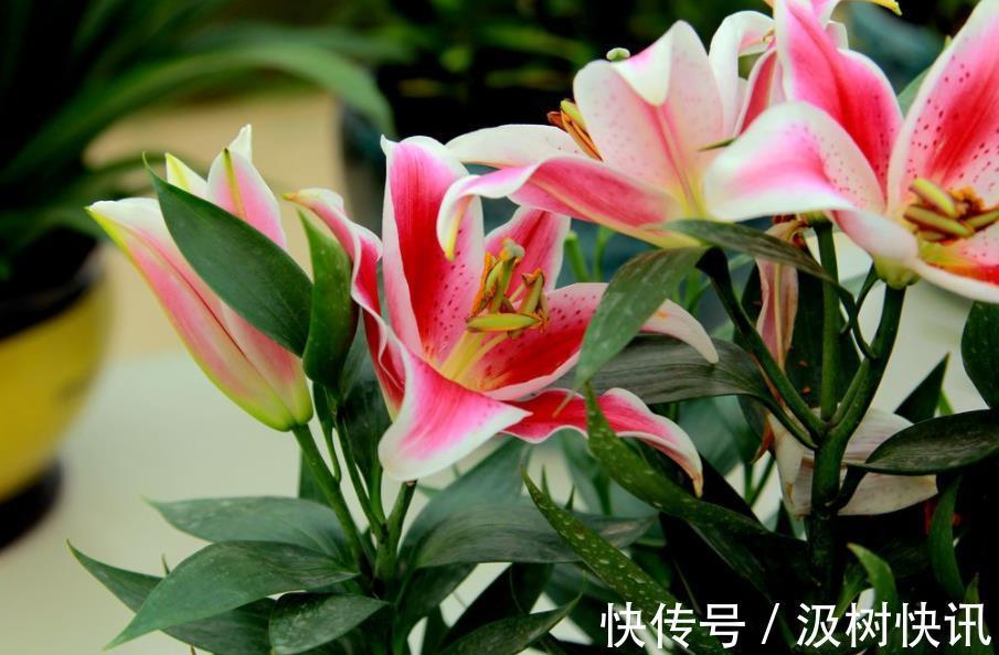 3种鲜花花旺人不旺,家里养了赶紧搬出去,新手别忽视
