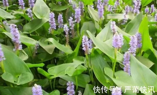 野菜|农村一种野菜,喜欢生长在水边,好吃而且能当药材,一斤卖20块