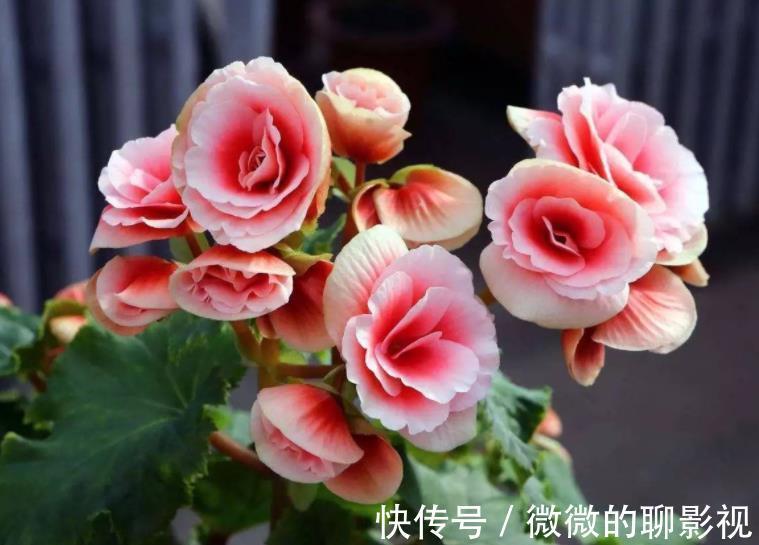 公认难养的4种花,容易黄叶烂根,养不活白费力,新手慎养