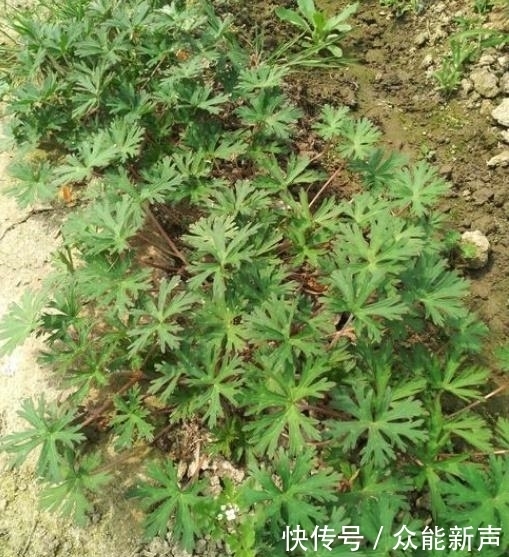 杂草|这种野草,以前常被当做杂草,殊不知,它是治疗风湿疼痛的良药!