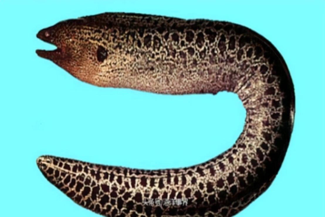 沿海地区|5类鱼没营养,对人体有害,但很多人爱吃