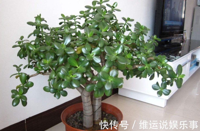 家庭养花,从哪些方面下手休整植物根部效果好?