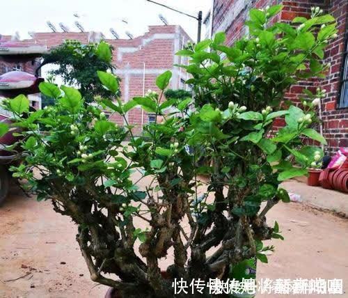 茉莉花|养了3年的茉莉花变老桩，长成“巨无霸”，清香宜人大半年！