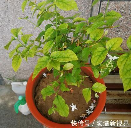 阶段|茉莉花“虚弱”的3个阶段！不能晒！越晒越傻