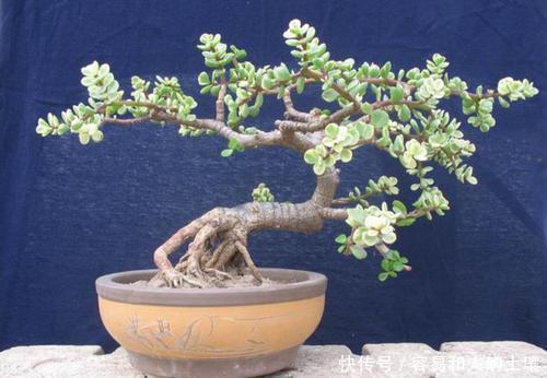 施肥|金枝玉叶有四怕,避免四点,养护金枝玉叶不再难