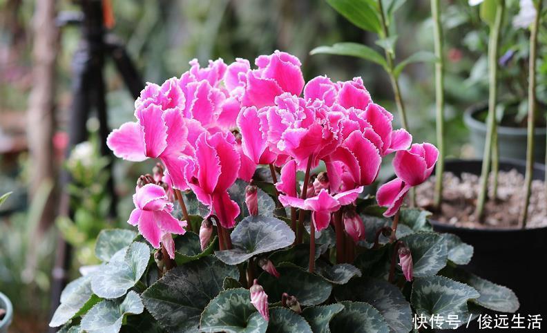 现在逛花市要“捡便宜”,3种花拿回家,稍加伺候就能再次开花