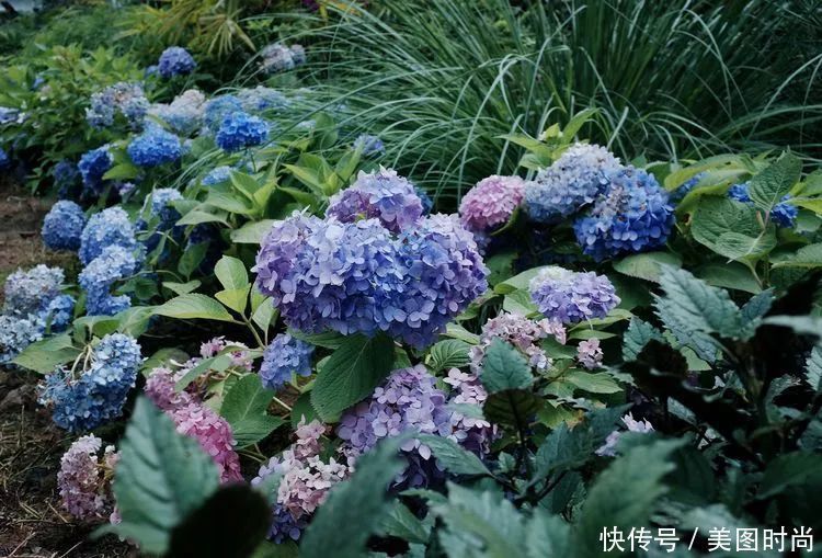 130㎡大露台,花1年改造成“花草蔬果园”,体验屋顶上的田园生活