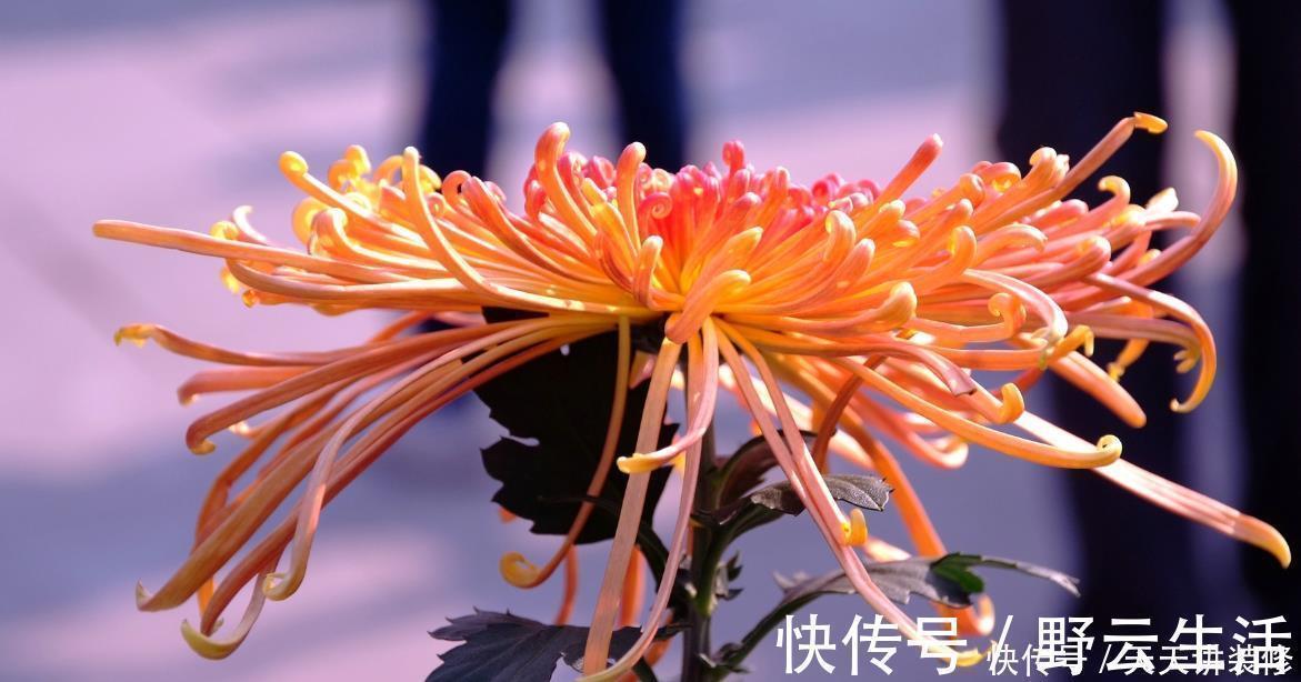 中国传统十大名花你知道多少？各有千秋，看过后就像拥有！