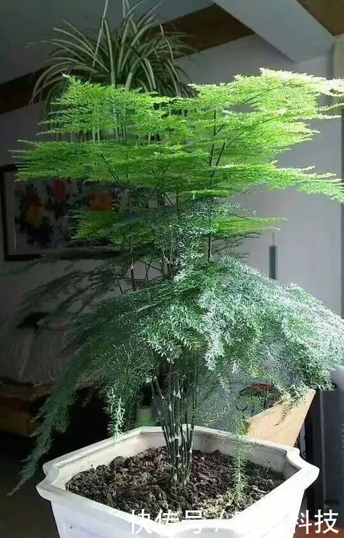 浇水|不会养文竹就用这两个笨办法,养的叶子绿油油