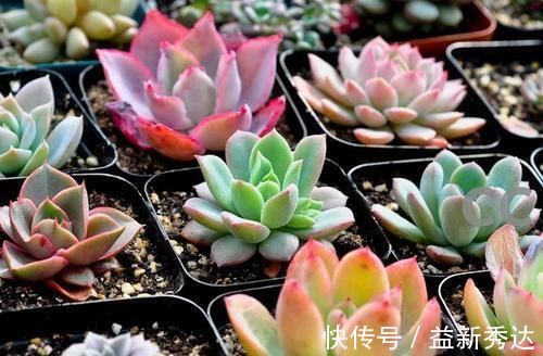 施肥|养多肉植物，了解掌握几个要点，蹭蹭长满盆，上色美极了！