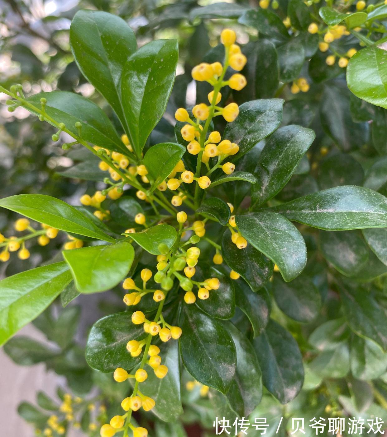 枝条|米兰花如何过冬?做好2点,顺利过冬,叶子绿花苞很多芳香迷人