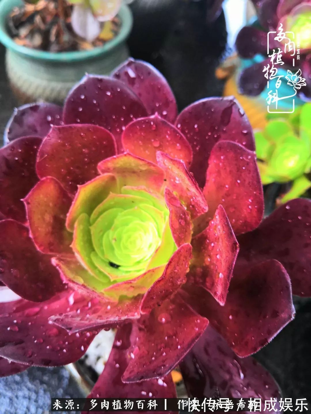 何以解忧,唯有多肉!目光所及,皆是喜欢!