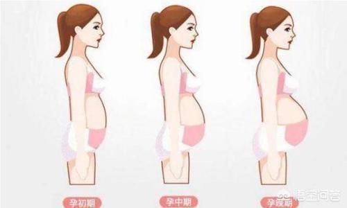 孕妈|胎儿发育的40周内,孕妈肚子是怎样一点点变大的?