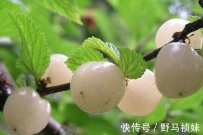 营养|每天晚上坚持吃3种食物,补充营养、增强体质,早吃早好!