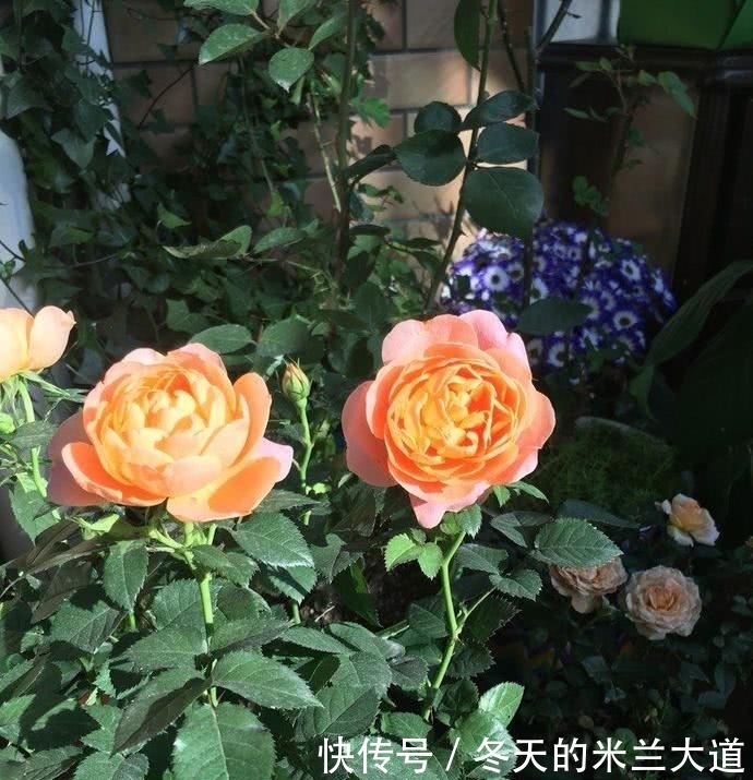 有机营养液|姑娘,其实你养月季的方法一直都是错误的,99%的人都不知道