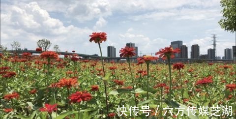 山桃草|70000㎡！宁波市中心又多一处绝美花海！